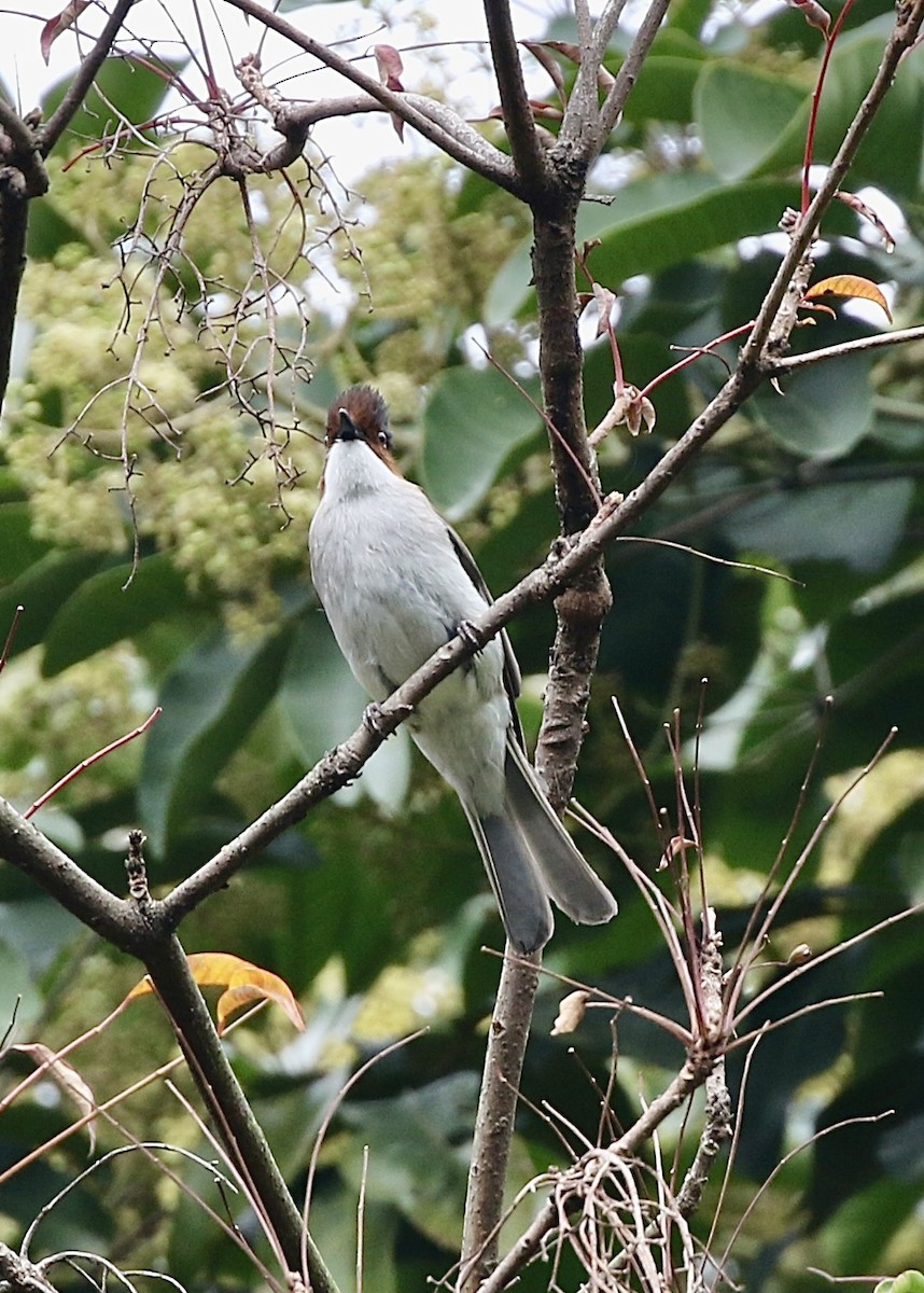 Chestnut Bulbul - ML628577483