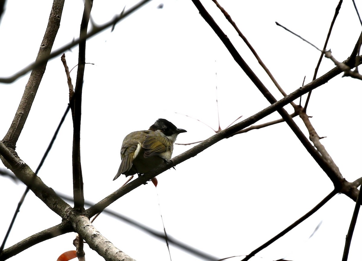 Light-vented Bulbul - ML628577512