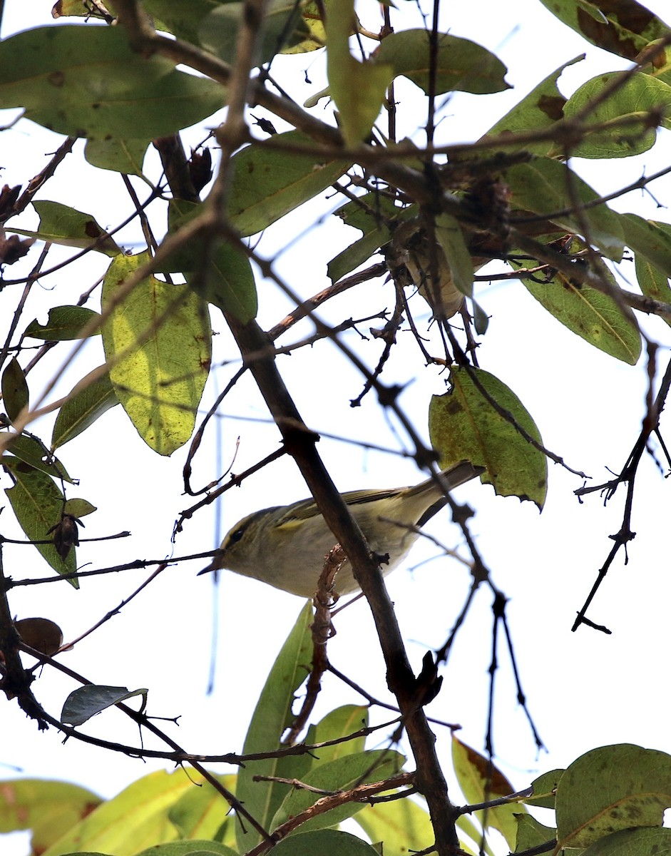 Yellow-browed Warbler - ML628577524