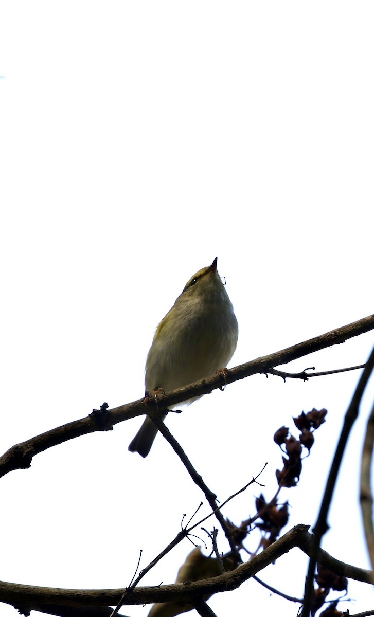 Yellow-browed Warbler - ML628577525