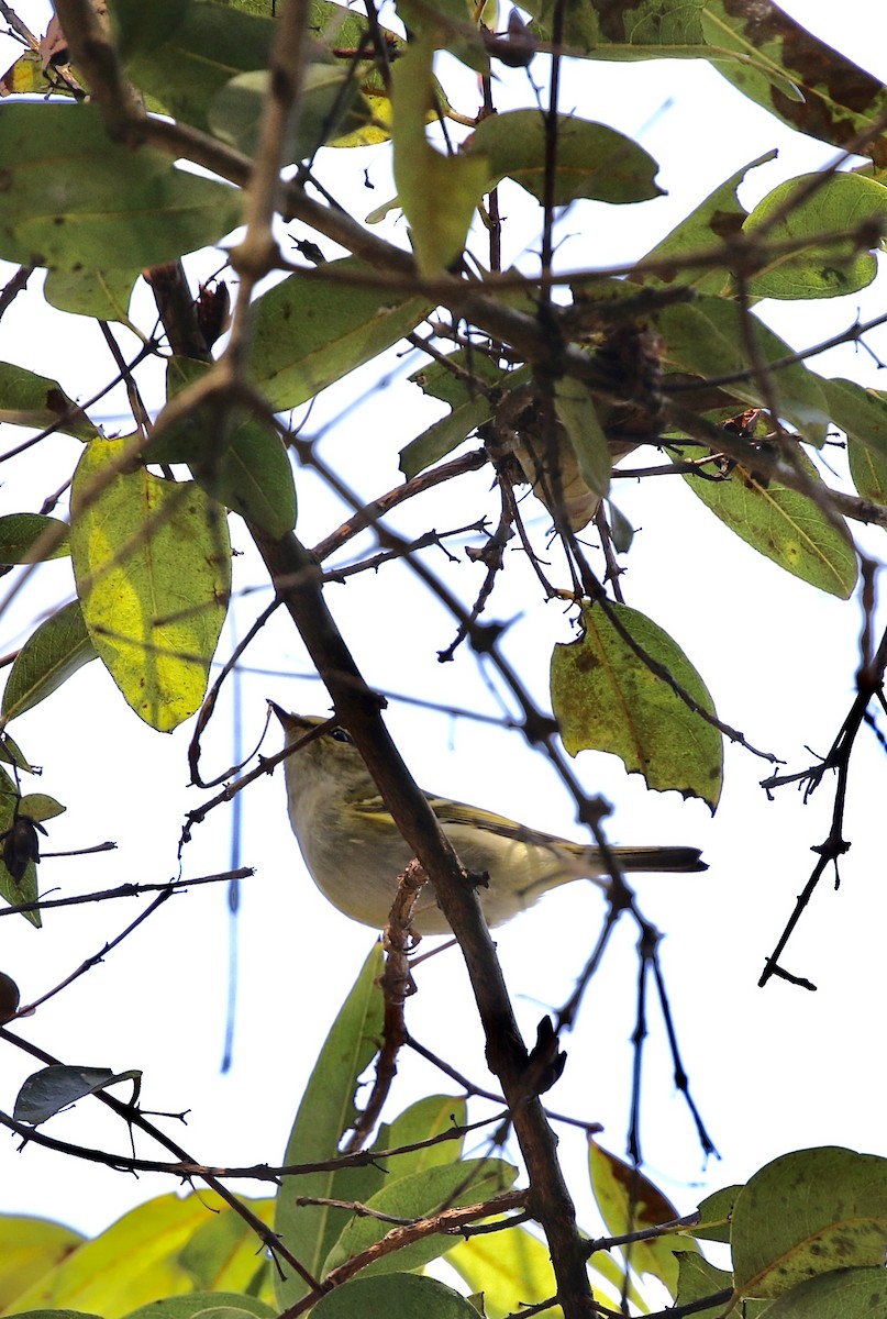 Yellow-browed Warbler - ML628577526