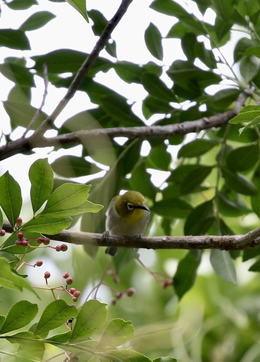 Swinhoe's White-eye - ML628577540