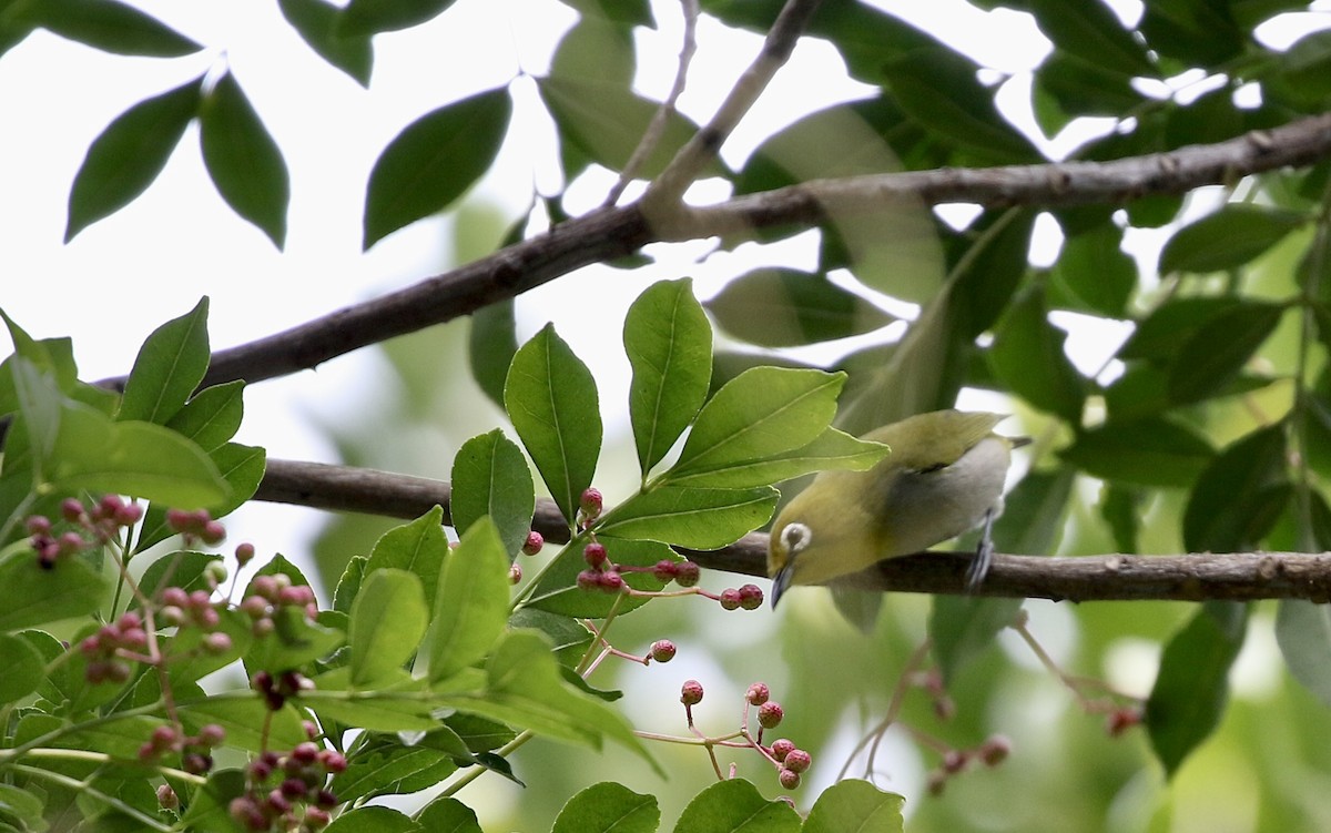 Swinhoe's White-eye - ML628577541