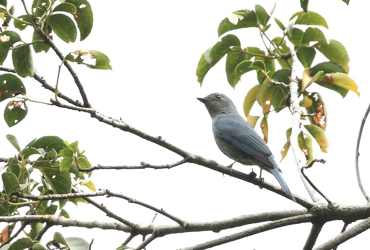 Verditer Flycatcher - ML628577552