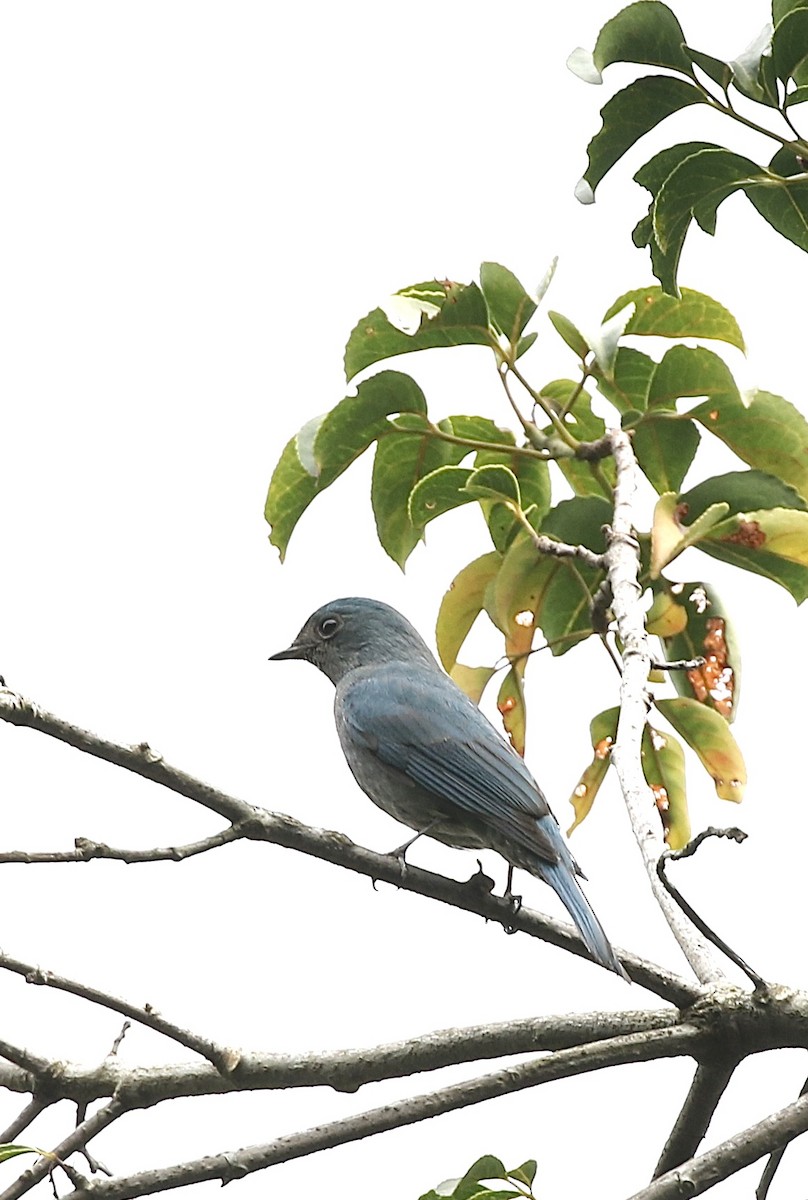 Verditer Flycatcher - ML628577553