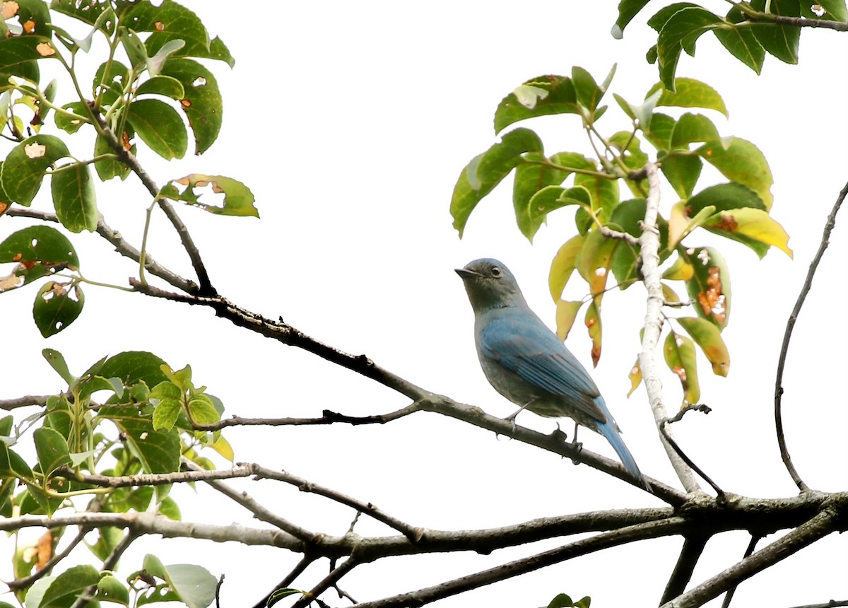 Verditer Flycatcher - ML628577554