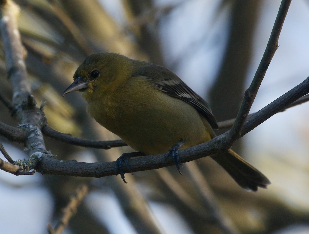 Orchard Oriole - ML628577629