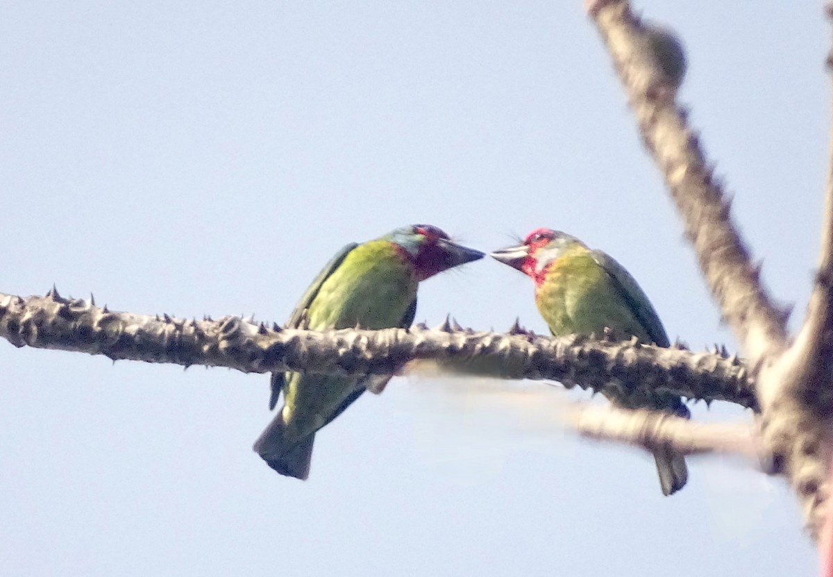 Malabar Barbet - ML628577636