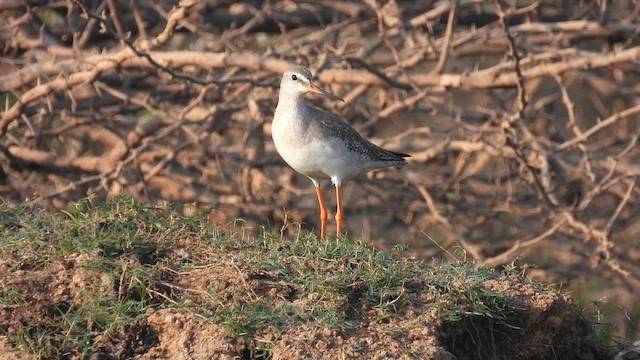 Spotted Redshank - ML628577991