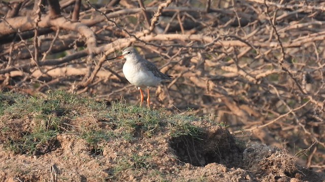 Spotted Redshank - ML628578016