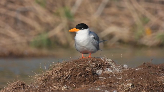 カワアジサシ - ML628578168