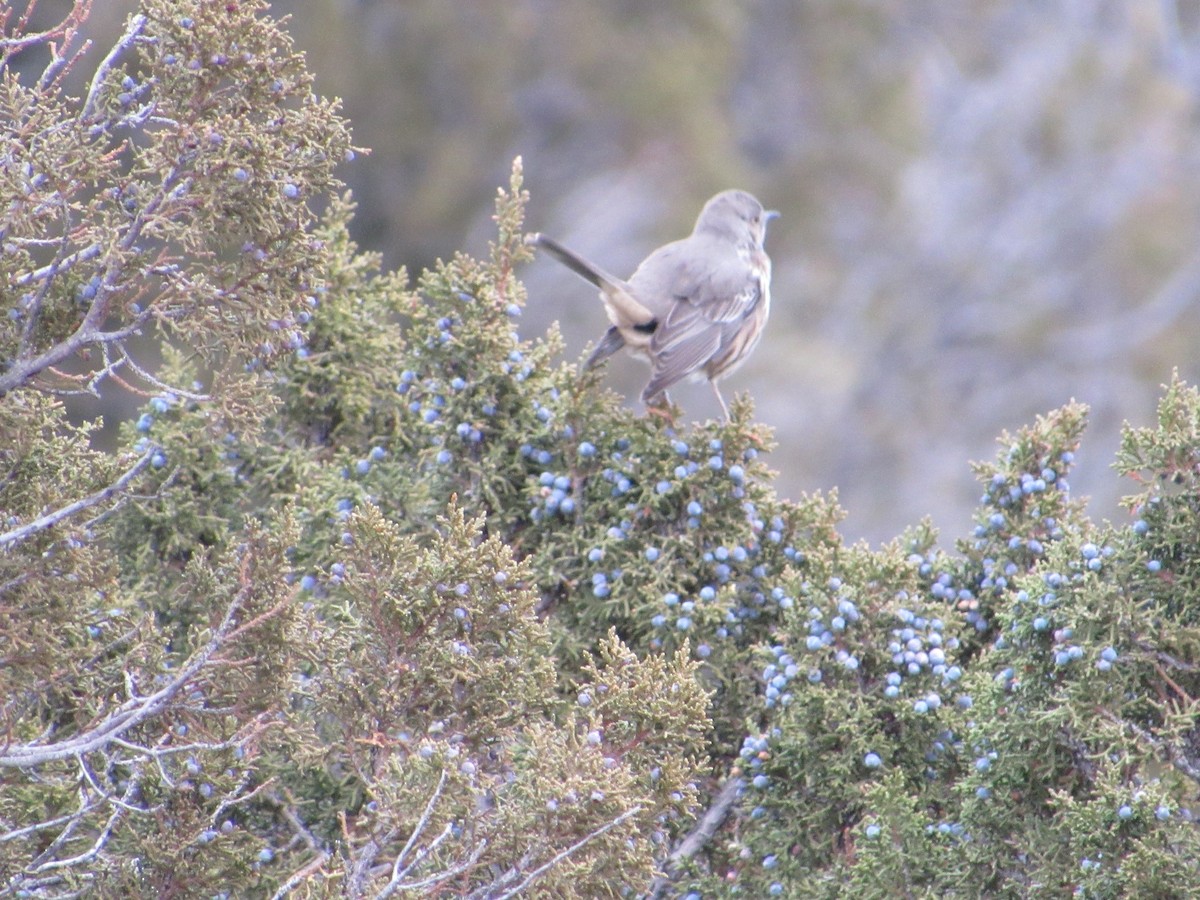 Sage Thrasher - ML628578172