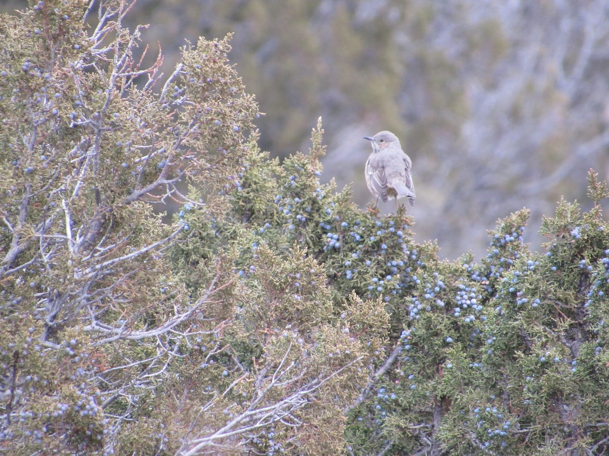 Sage Thrasher - ML628578173