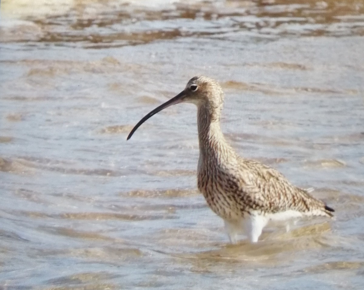 大杓鷸 - ML628578239