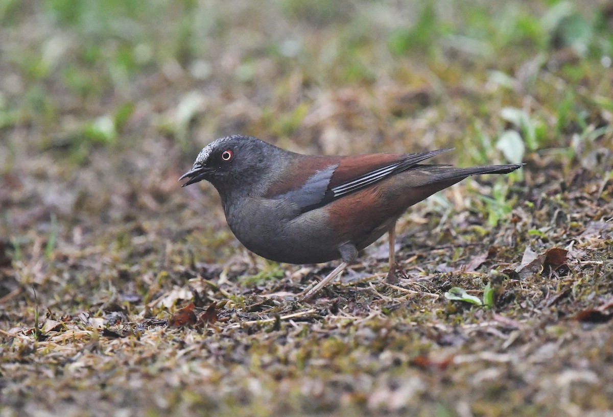 Maroon-backed Accentor - ML628578460