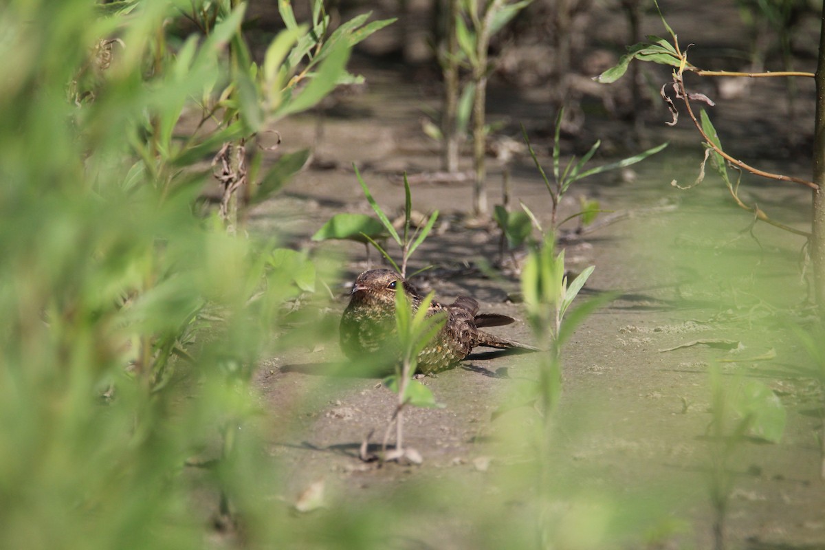 Ladder-tailed Nightjar - ML628578694