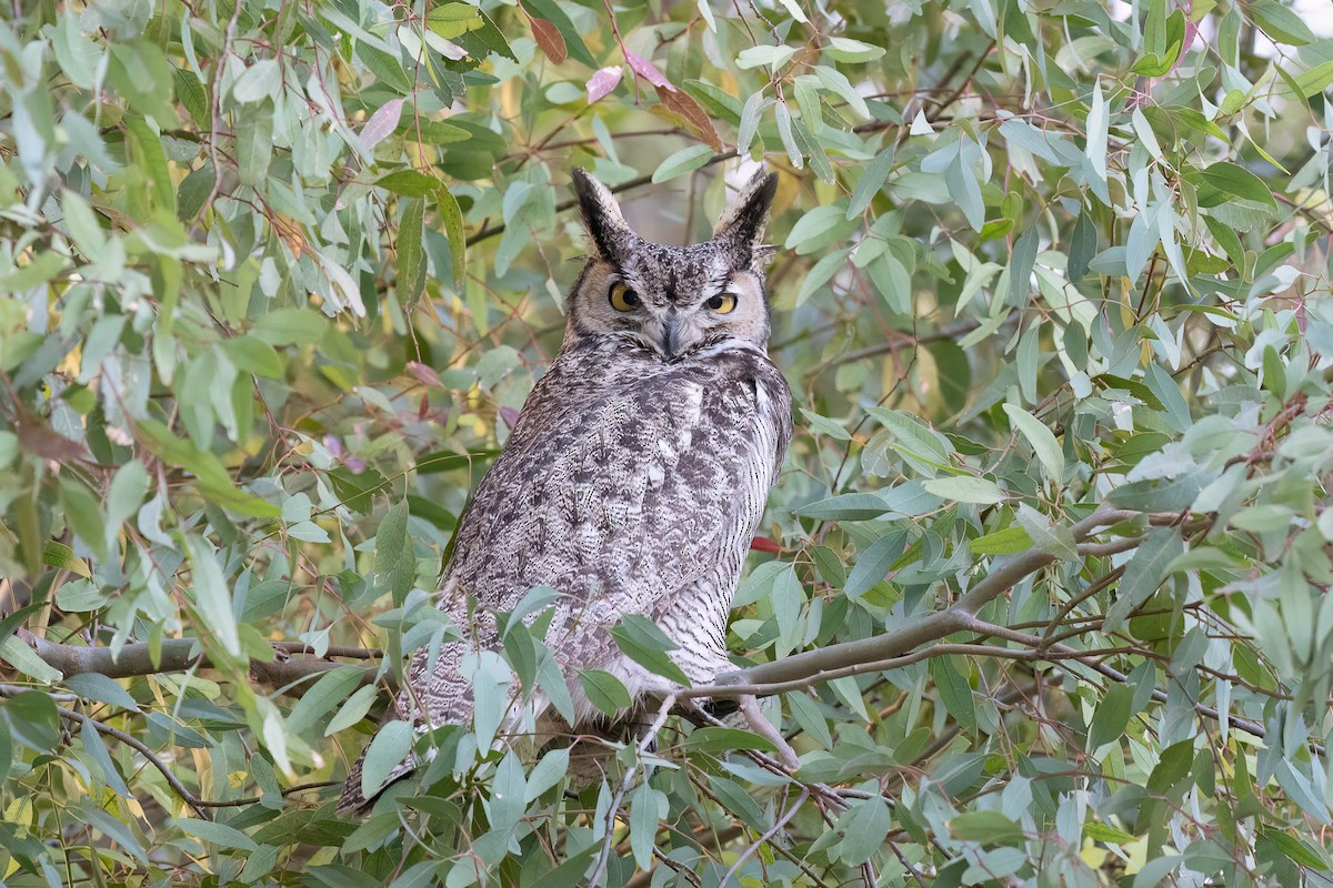 Great Horned Owl - ML628578695