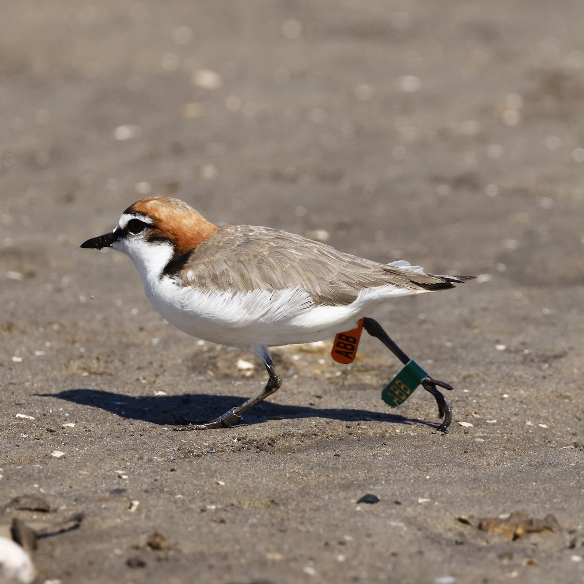 Red-capped Plover - ML628578780