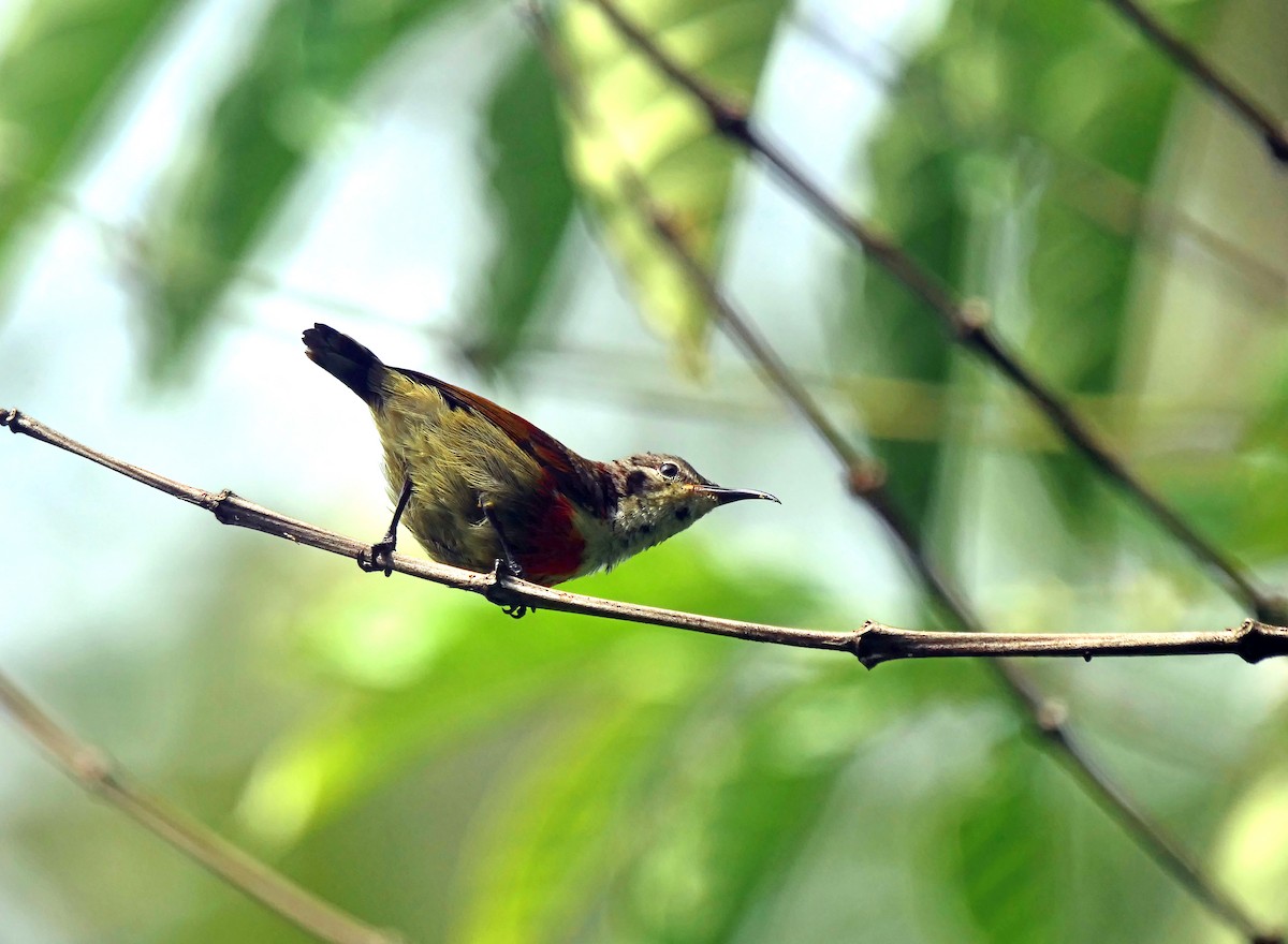 Purple-throated Sunbird - ML628578885