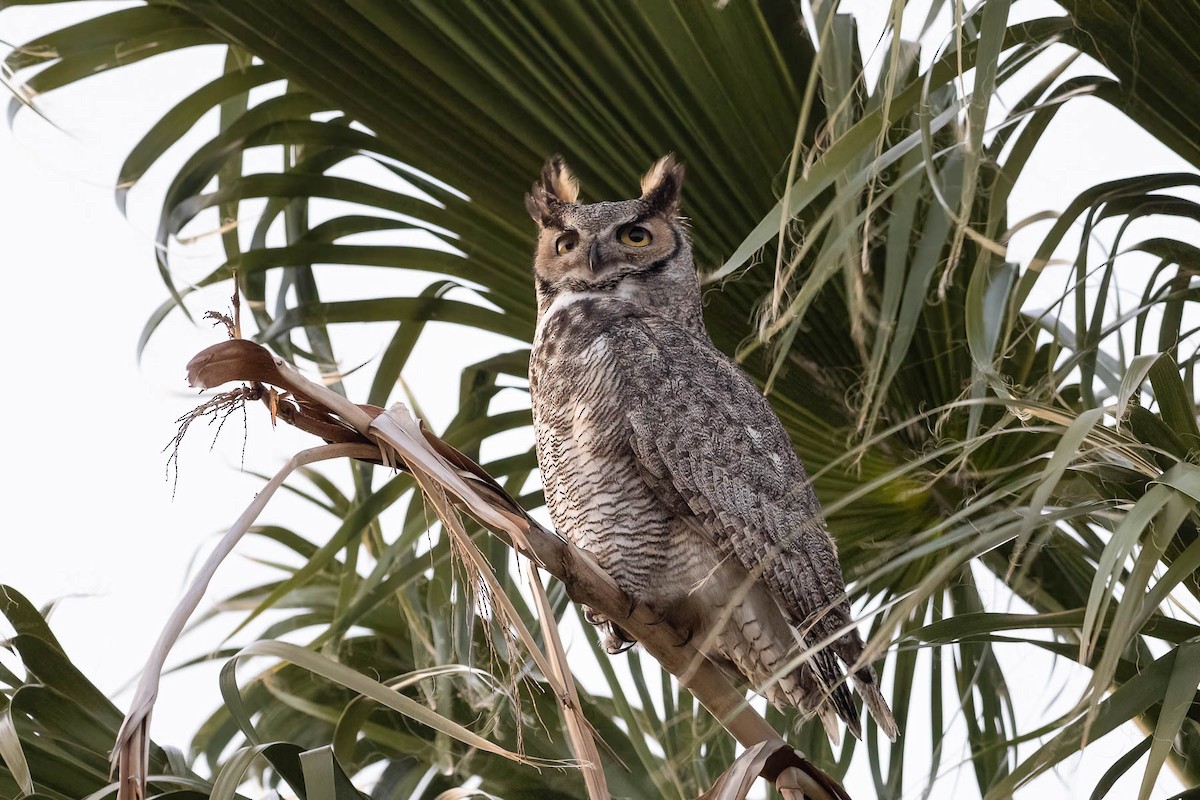 Great Horned Owl - ML628578887