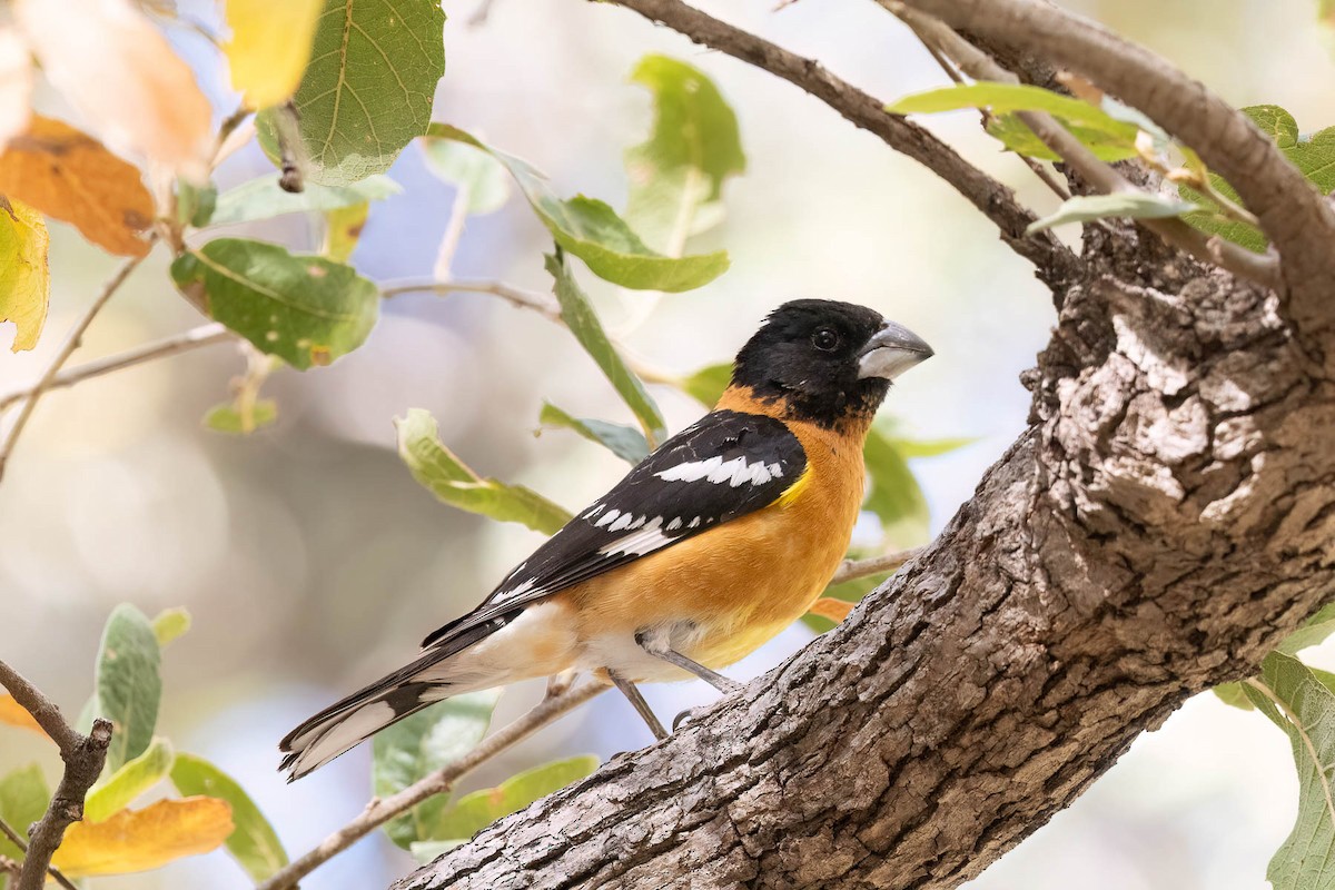 Black-headed Grosbeak - ML628578920