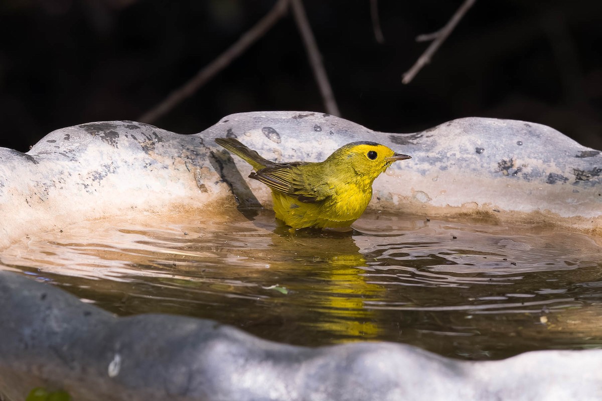 Wilson's Warbler - ML628578949