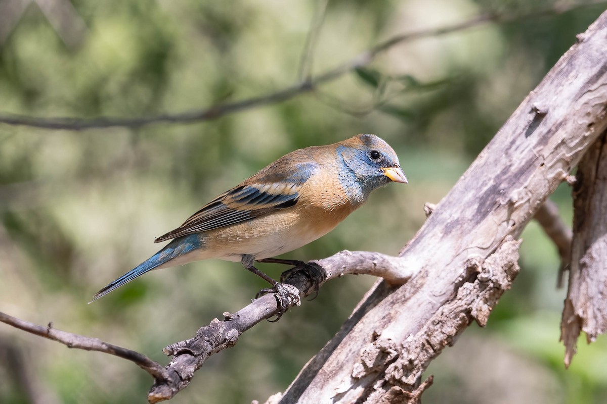 Lazuli Bunting - ML628578950