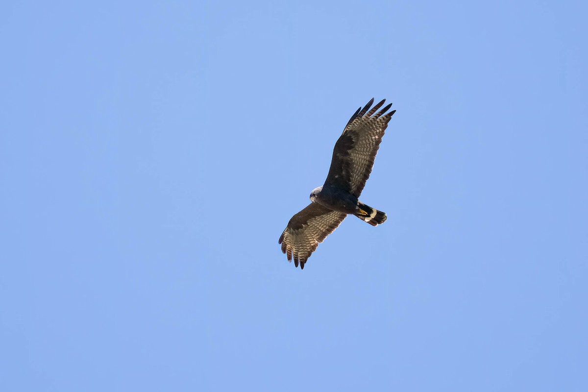 Zone-tailed Hawk - ML628578973