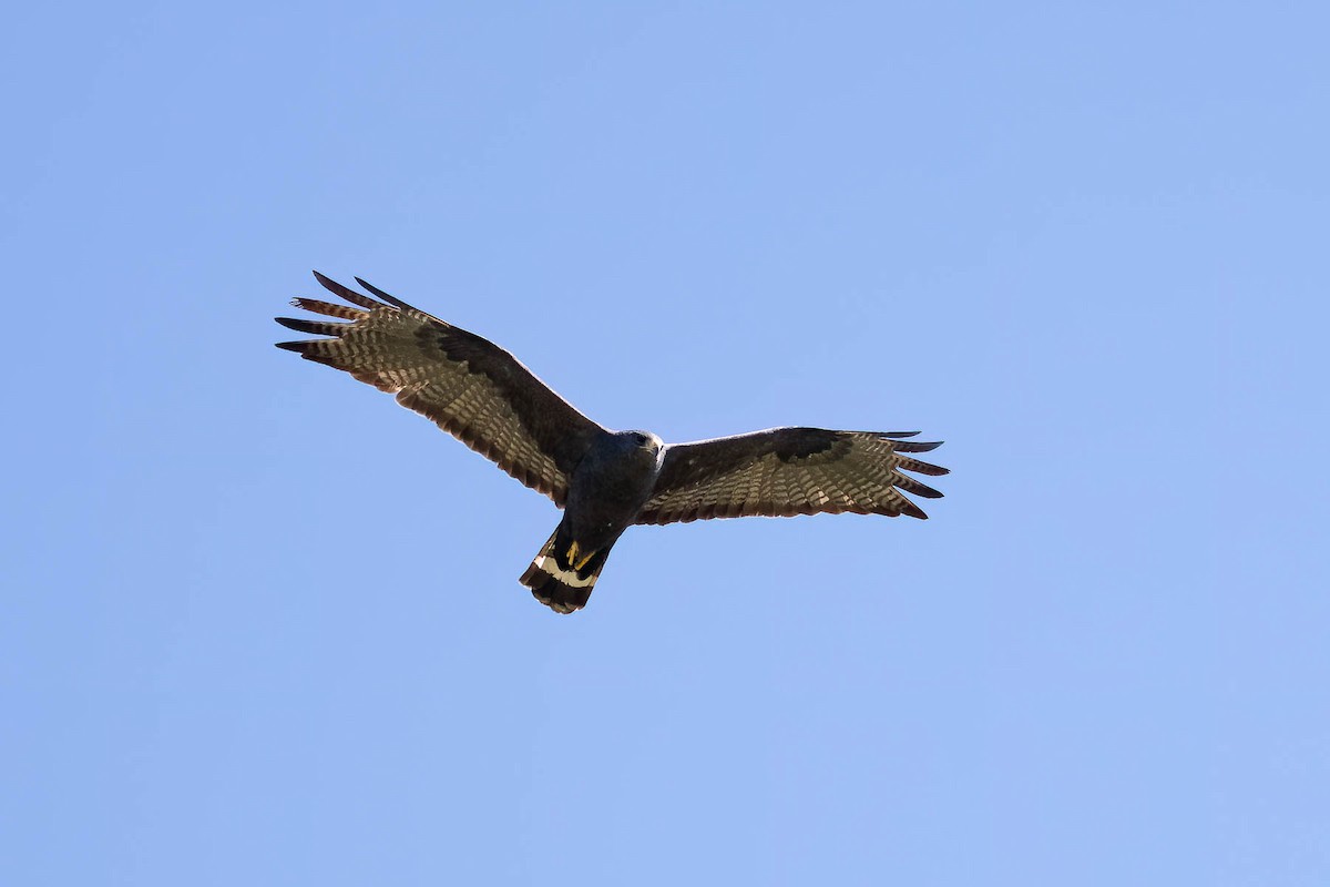 Zone-tailed Hawk - ML628578974