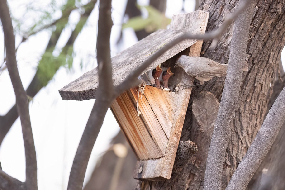 Lucy's Warbler - ML628579117