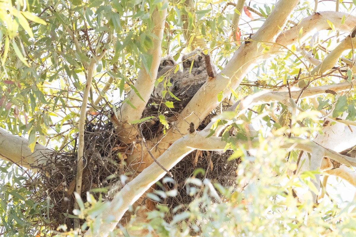 Great Horned Owl - ML628579145