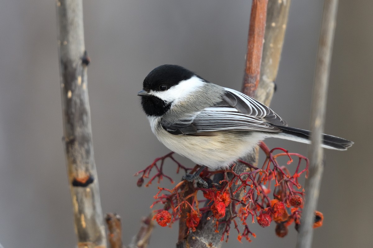 Black-capped Chickadee - ML628579175