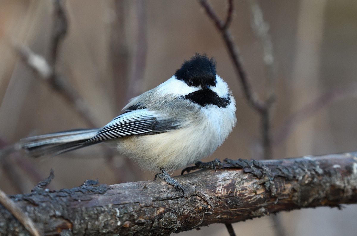 Black-capped Chickadee - ML628579189