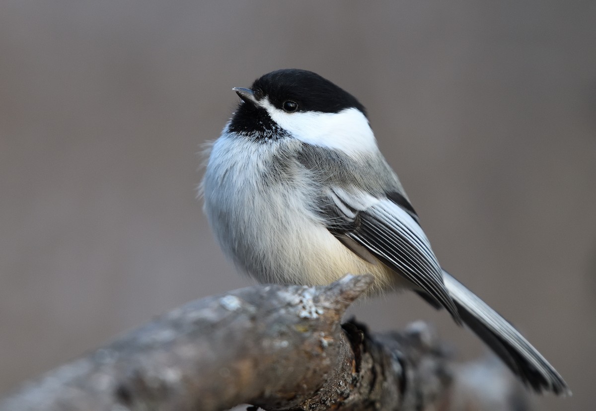 Black-capped Chickadee - ML628579191