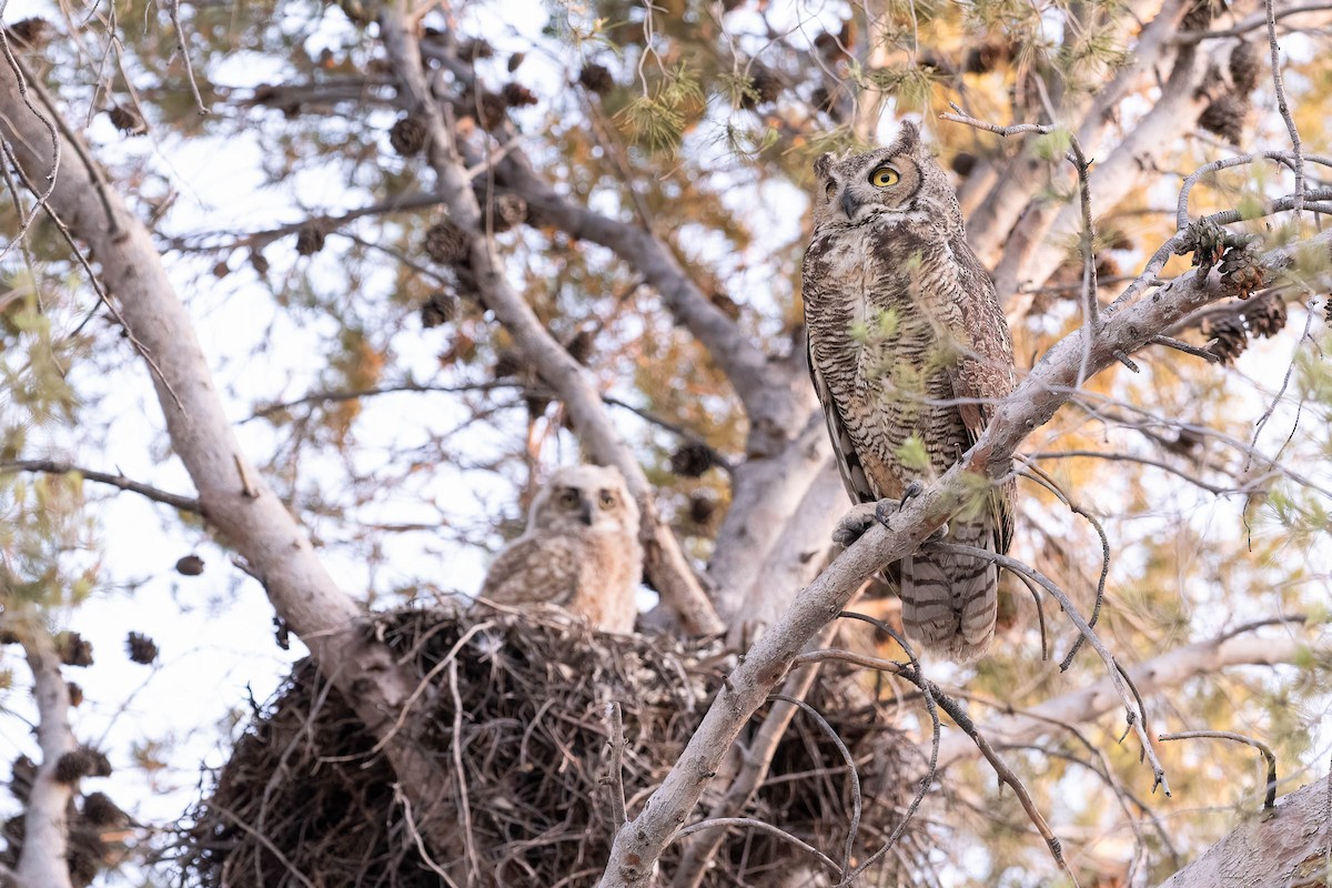 Great Horned Owl - ML628579192