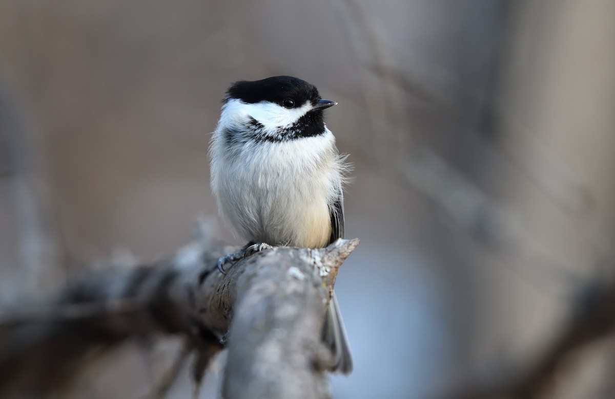 Black-capped Chickadee - ML628579193
