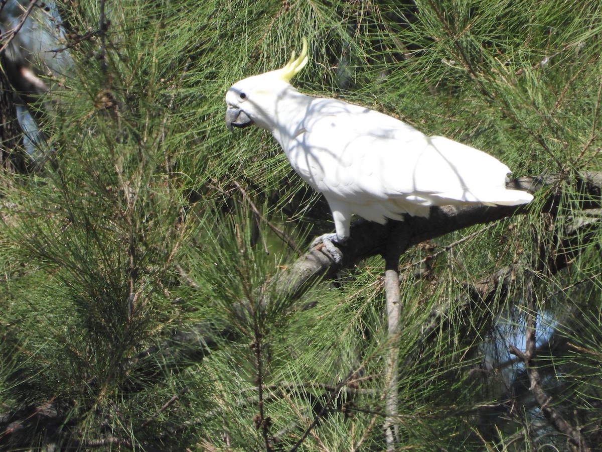 Sulphur-crested Cockatoo - ML628579286