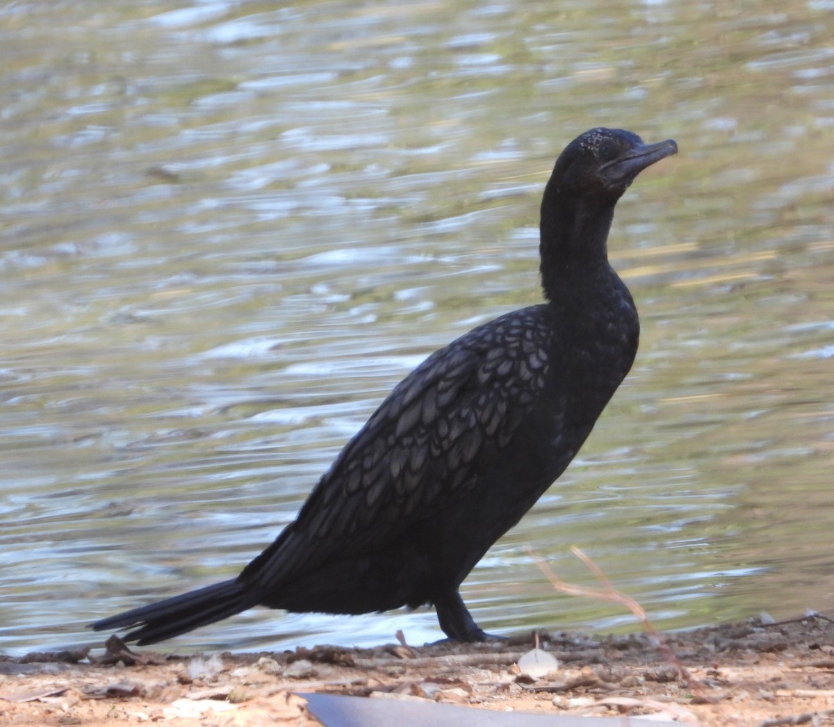 Little Black Cormorant - ML628579313