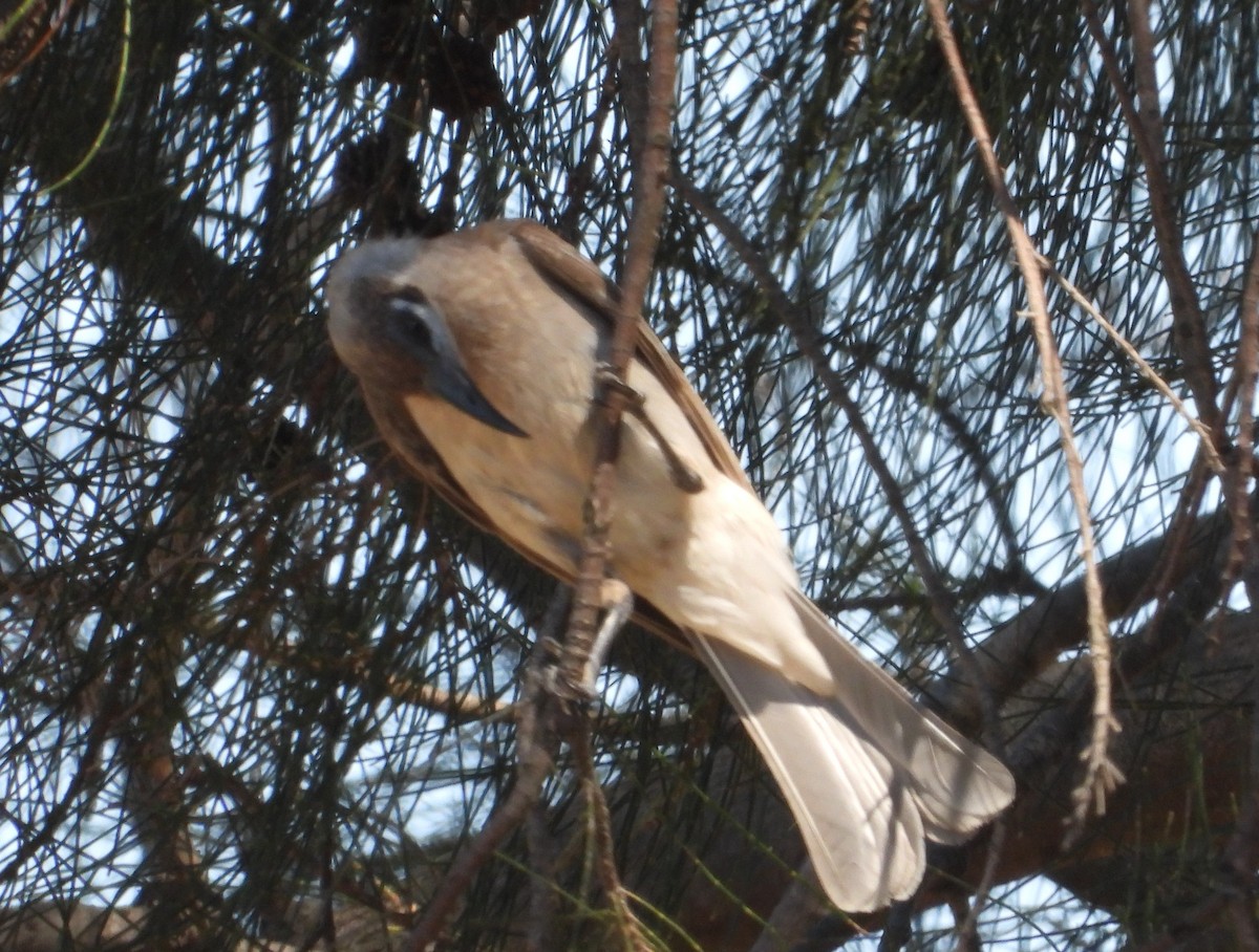 Little Friarbird - ML628579359