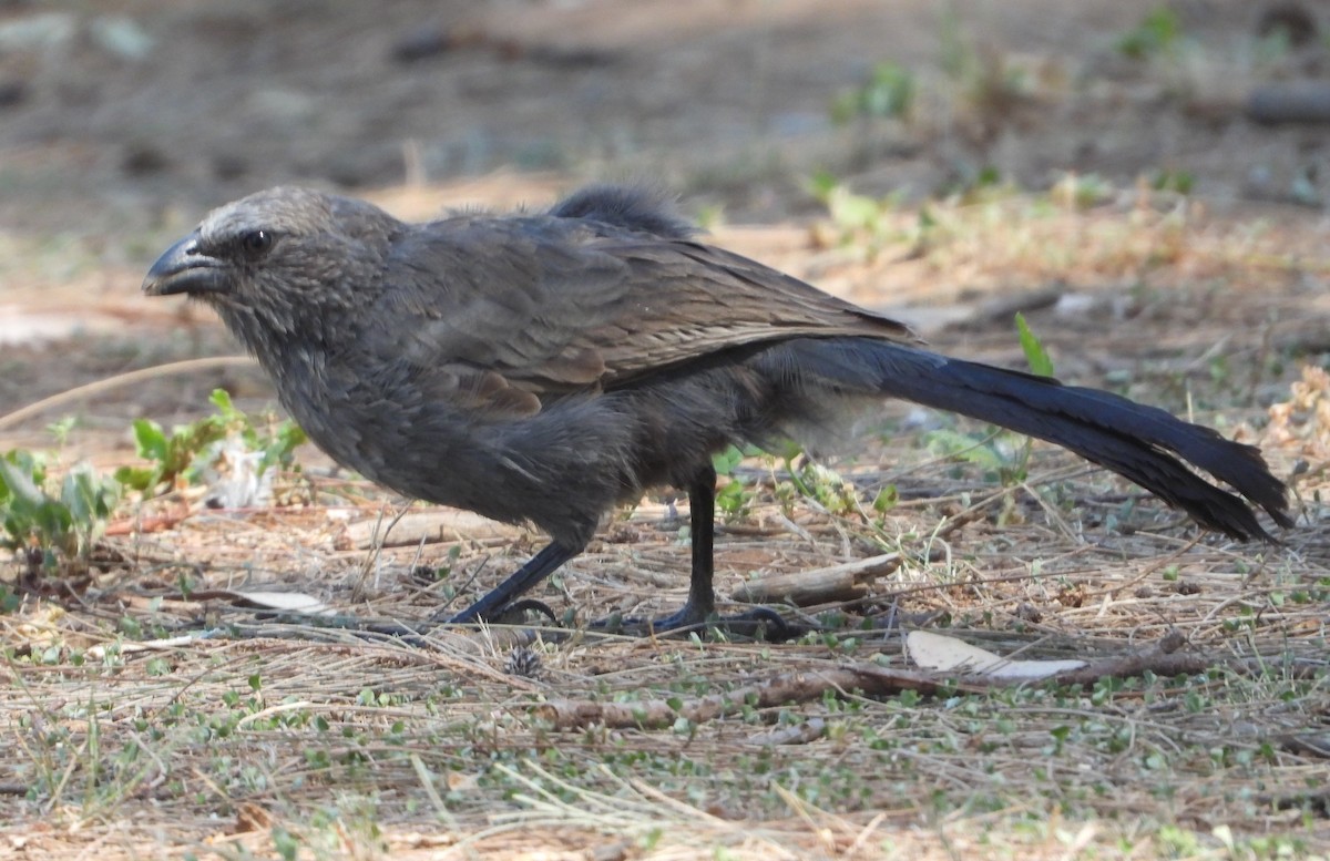 Apostlebird - ML628579362