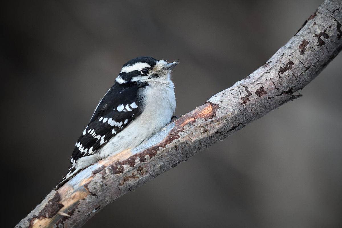 Downy Woodpecker - ML628579380
