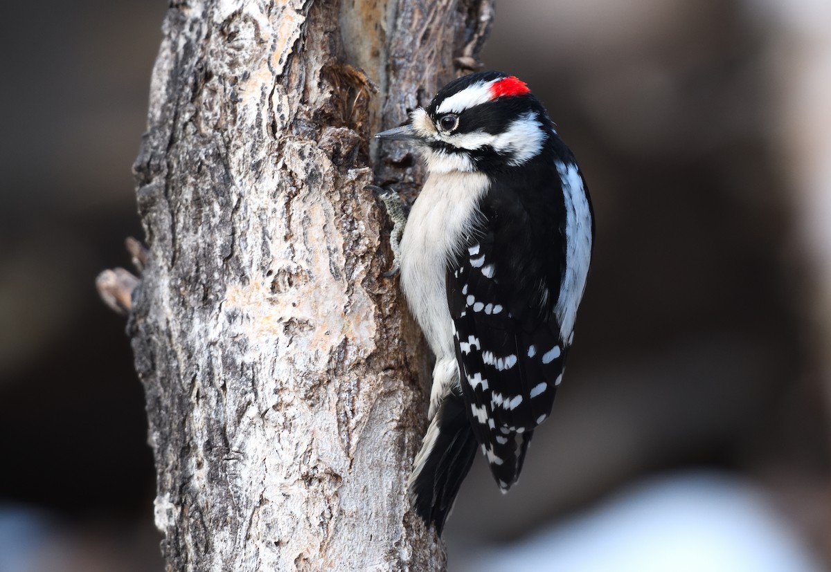Downy Woodpecker - ML628579382
