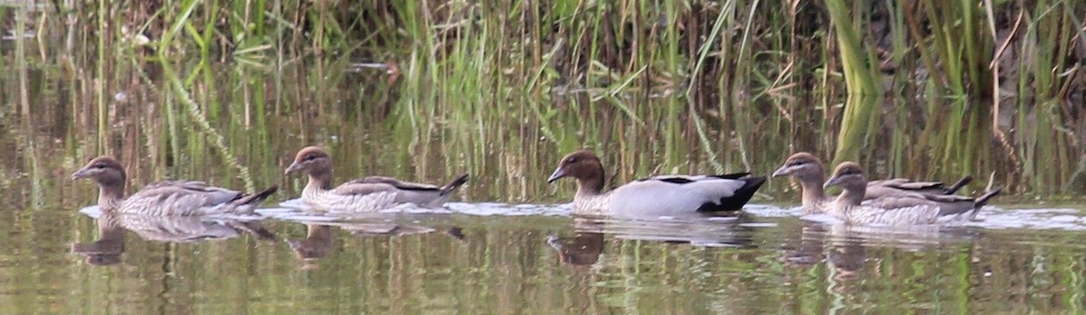 タテガミガン - ML628579390