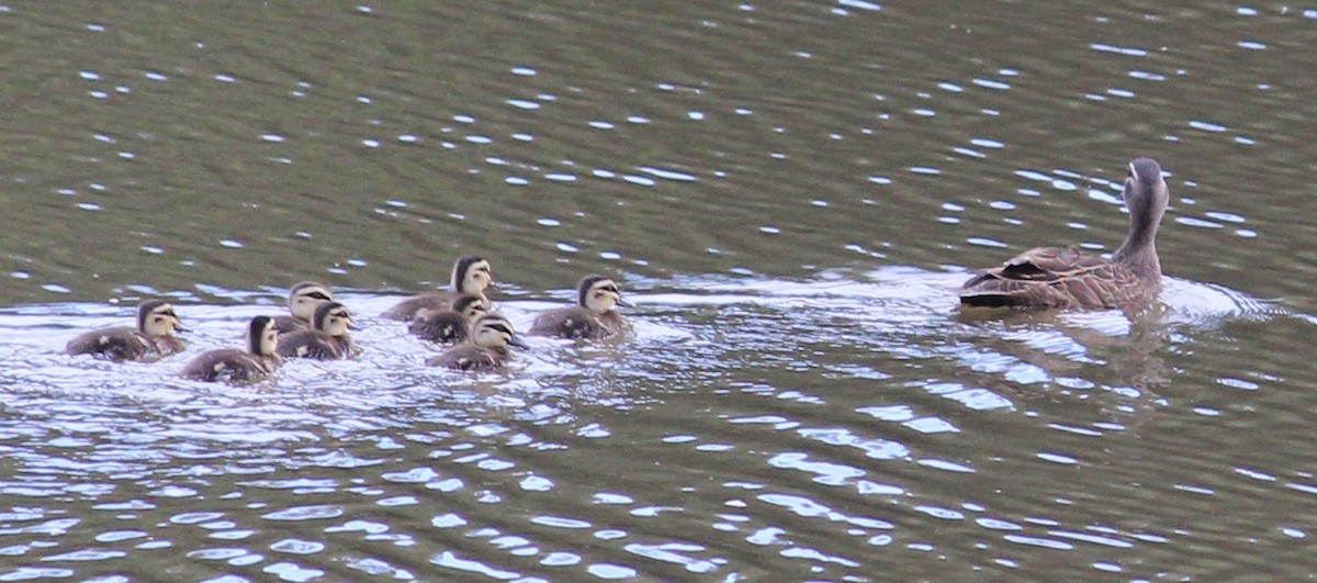 マミジロカルガモ - ML628579404