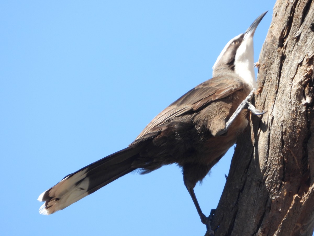 Gray-crowned Babbler - ML628579405