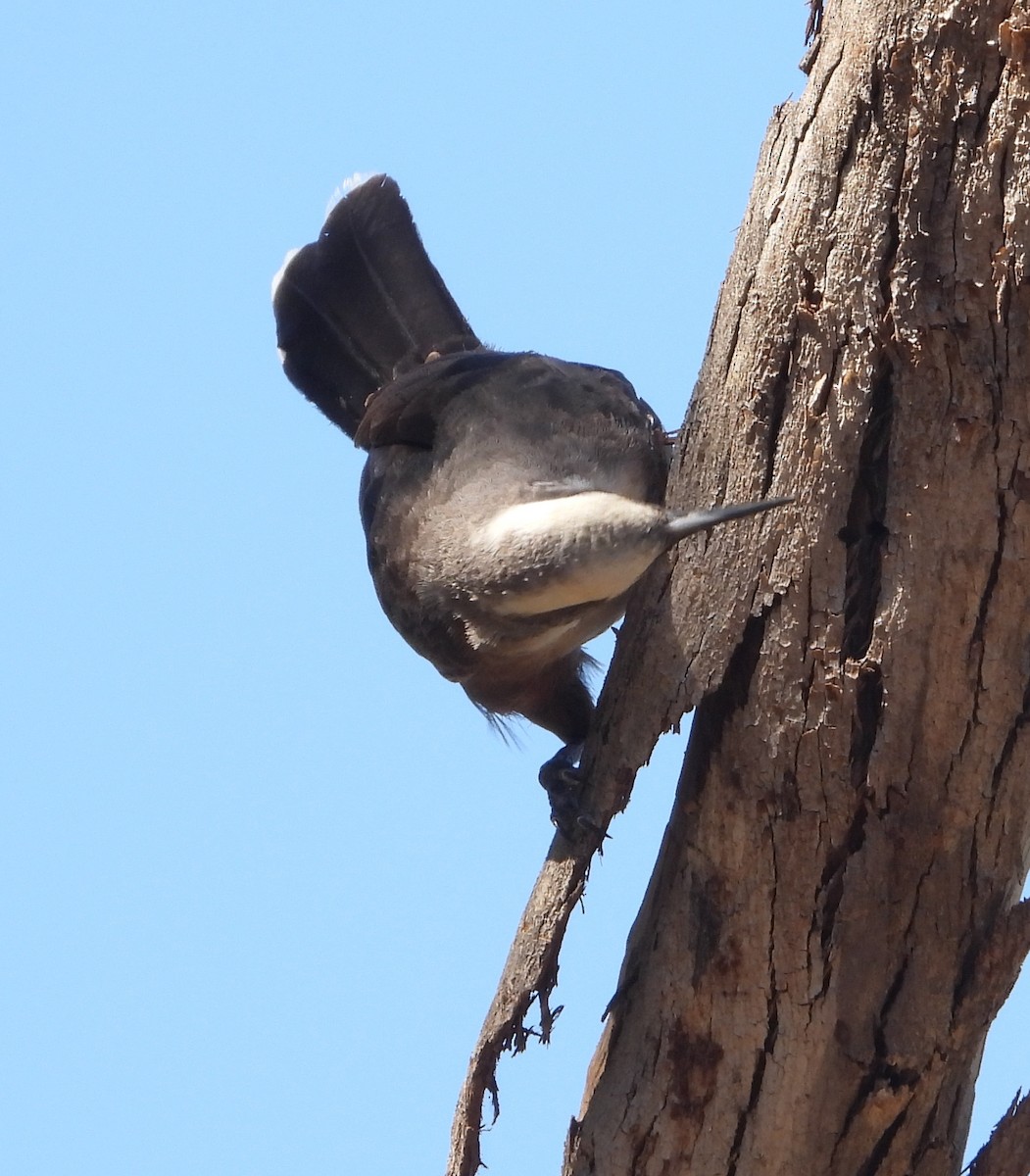 Gray-crowned Babbler - ML628579410