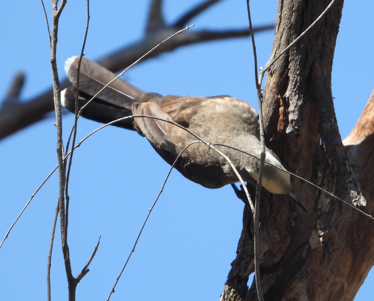 Gray-crowned Babbler - ML628579411