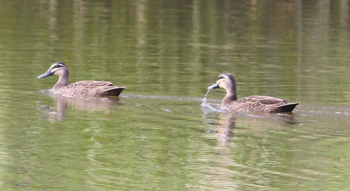 マミジロカルガモ - ML628579423