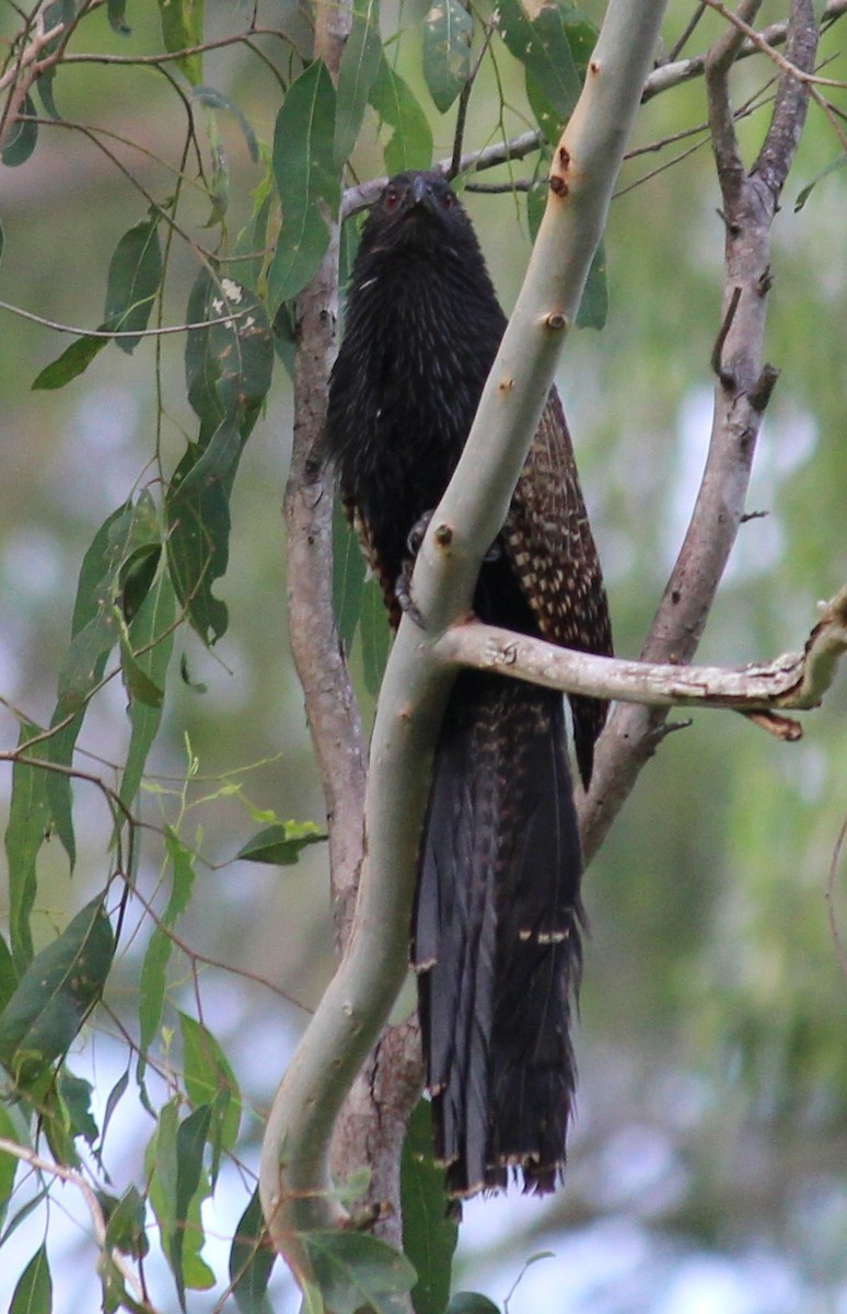 キジバンケン - ML628579435