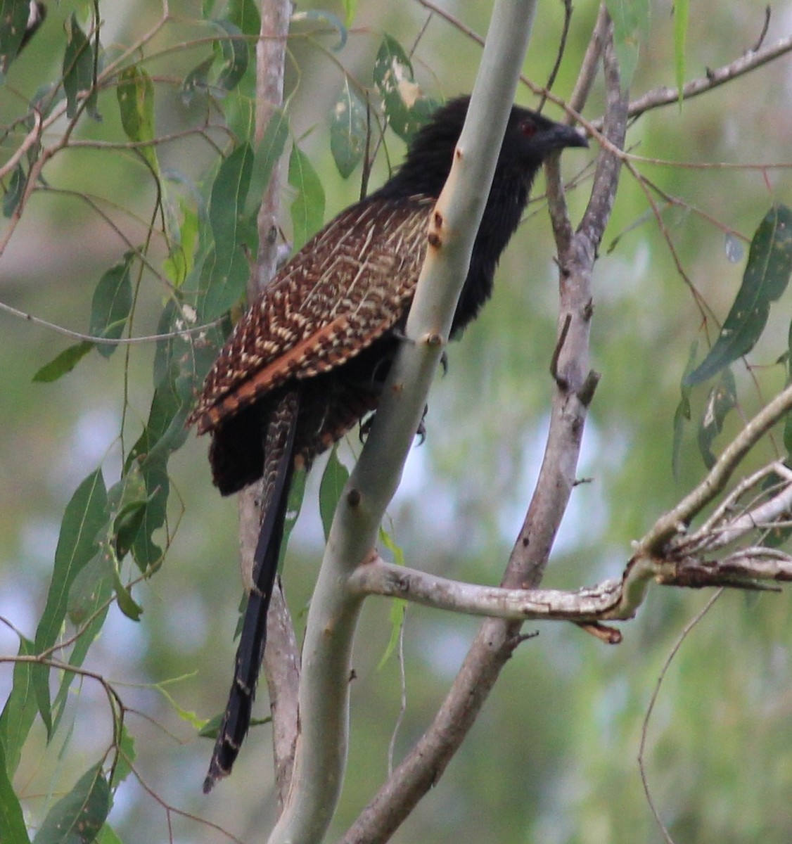 キジバンケン - ML628579439